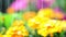 Close up of watering bright coloured flowers, soft focus for background