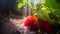 Close-up watering ripening strawberry on plantation in summer. Drops of water irrigate crops. Gardening concept