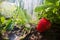 Close-up watering ripening strawberry on plantation in summer. Drops of water irrigate crops. Gardening concept