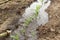 Close-up of watering sprouts of young corn. Watering corn. Corn sprouts in a garden bed in a puddle