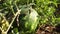 Close-up of watermelon growing on the field