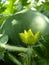 Close Up of Watermelon Melon Flower