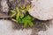 Close-up of wattle plant seedling growing among rocks outdoor in sunny backyard