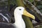 Close-up of a waved albatross sitting on a nest