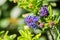 Close up of Wavyleaf ceanothus wildflowers, California