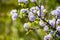 Close up of  Wavyleaf ceanothus wildflowers, California