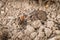 Close-up of a weakly bristled mountain forest ant crawling on the ground over soil and small stones, Germany