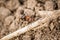 Close-up of a weakly bristled mountain forest ant crawling on the ground over soil and small stones, Germany