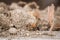 Close-up of a weakly bristled mountain forest ant crawling on the ground over soil and small stones, Germany