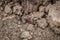 Close-up of a weakly bristled mountain forest ant crawling on the ground over soil and small stones, Germany