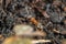 Close-up of a weakly bristled mountain forest ant crawling on the ground over soil and small stones, Germany