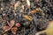 Close-up of a weakly bristled mountain forest ant crawling on the ground over soil and small stones, Germany