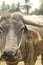 close-up of a weathered dirty muddy face of a Southeast Asian water buffalo on a farm in Northern Thailand