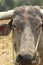 close-up of a weathered dirty muddy face of a Southeast Asian water buffalo on a farm in Northern Thailand