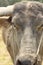 close-up of a weathered dirty muddy face of a Southeast Asian water buffalo on a farm in Northern Thailand