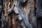 A close up of a weathered and scarred tree trunk