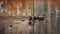 Close-up of weathered wooden barn door