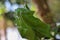 Close up of weaver ants nest on green mango leaves