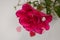 Close up of wedding bouquet of bridal flowers in hands of anonymous bride. Focus on fresh red flowers.