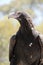 This is a close up of a wedge tail eagle