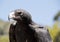 This is a close up of a wedge tail eagle