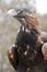 This is a close up of a wedge tailed eagle