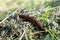 close-up of a weed snail prowls the vegetable garden