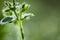 Close up of weeding in green meadow in blurred background in springtime, abstract background