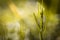 Close up of weeding in green meadow in blurred background in springtime, abstract background