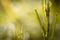 Close up of weeds in green meadow in blurred background in springtime, abstract background