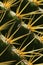 Close up of weevil on a cactus spine