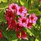 Close-up of Weigelia \\\'Bristol Ruby\\\' flowers