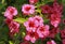 Close-up of Weigelia \\\'Bristol Ruby\\\' flowers