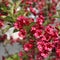 Close-up of Weigelia \\\'Bristol Ruby\\\' flowers