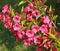 Close-up of Weigelia \\\'Bristol Ruby\\\' flowers