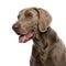 Close-up of Weimaraner in front of a white backgro