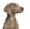 Close-up of a Weimaraner puppy profile, 2,5 months old