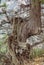 A close-up of a weird twisted dried trunk of a juniper tree