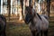 Close-up of a well-groomed gray horse in a forest in Latvia