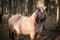 Close-up of a well-groomed gray horse in a forest in Latvia illuminated by the setting sun