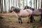 Close-up of a well-groomed gray horse in a forest in Latvia illuminated by the setting sun. There are other horses in the