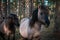 Close-up of a well-groomed gray horse in a forest in Latvia. There are other horses in the background