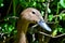 Close-up of a Welsh Harlequin duck in a garden looking aside