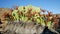 Close up from a Welwitschia mirabilis plant