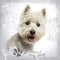 Close-up of a West Highland White Terrier panting, 18 months old