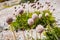 Close up of Western anemone Anemone occidentalis gone to seed