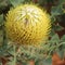 Close up of Western Australian endemic wildflower bird`s nest banksia Banksia baxteri