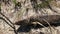 Close up of a western australian shingleback lizard