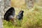 Close up of a western capercaillie in the forest