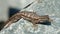 Close up of a Western Fence Lizard on a rock, showing off his blue belly